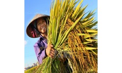 Nông dân phấn khởi vì lúa trúng mùa được giá, lời 45%